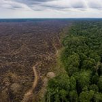 Amazônia desmatamento resumo: causas, impactos e caminhos para a preservação