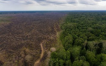 Amazônia desmatamento resumo: causas, impactos e caminhos para a preservação
