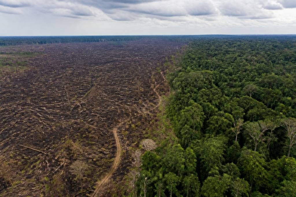Amazônia desmatamento resumo: causas, impactos e caminhos para a preservação
